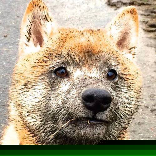 中国篮球联赛市场细分策略及个性化营销研究，全国篮球联赛优势