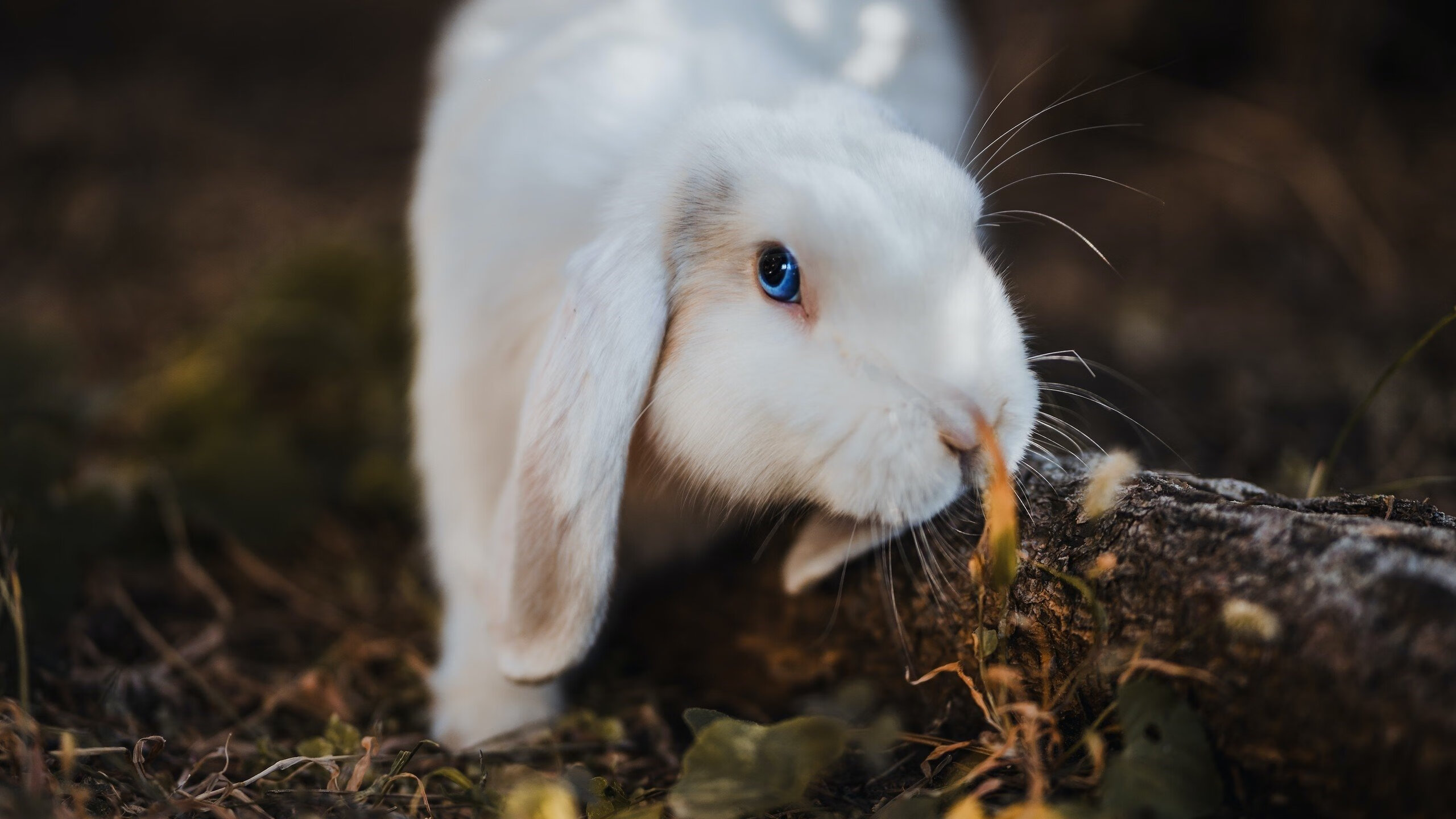 华体会平台-中国篮球联赛数字化转型与智能观赛体验提升，篮球大数据平台中国篮协