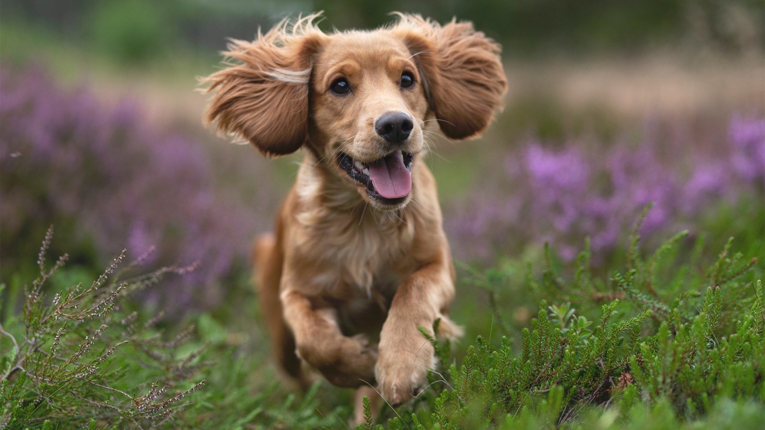 华体会登陆-大学生体育锻炼行为特征与干预机制研究，大学生体育锻炼行为的行动阶段