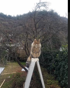 数字签名:电子合同推动转会快速度,数字签名和电子签章区别