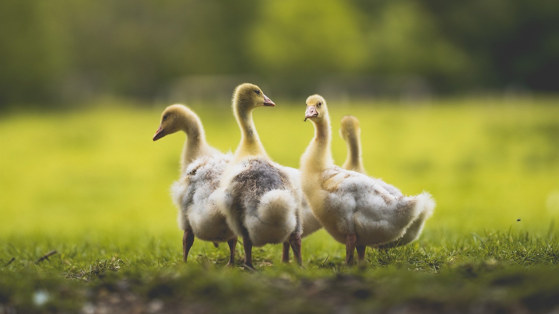 亚特兰大双前锋配合打破得分沉寂,亚特兰大前锋被绿