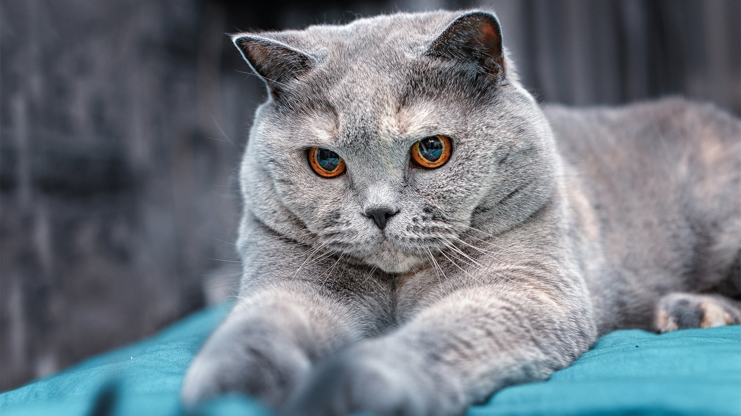 国家男篮强调临场执行力减少失误率,国家男篮强调临场执行力减少失误率的措施