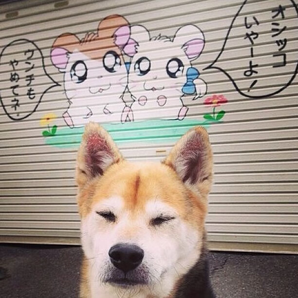 国际乒联混合团体世界杯:澳大利亚队的突破与表现对比分析,澳大利亚乒乓球公开赛比赛结果