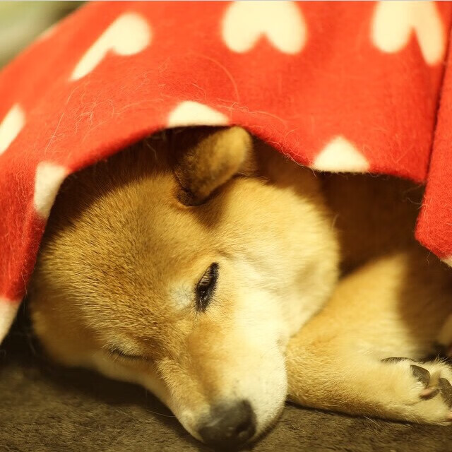 世界杯赛后运动员心理调适,运动员赛后心理调整