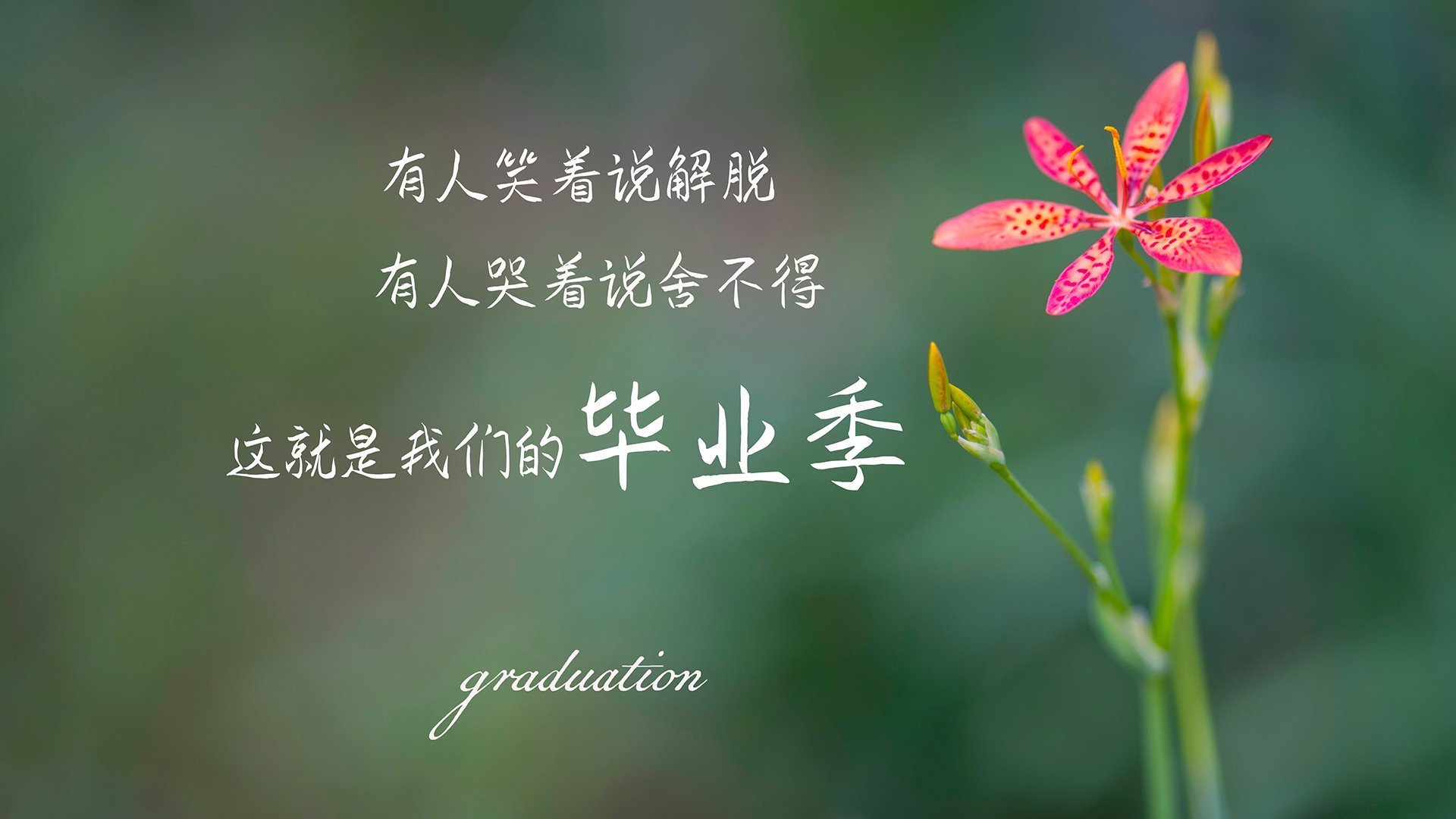 澳大利亚袋鼠队的战术灵活性，能否重回冠军宝座，袋鼠 澳大利亚