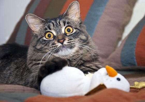 穆里尼奥创造历史欧冠淘汰赛，穆里尼奥历年欧冠战绩