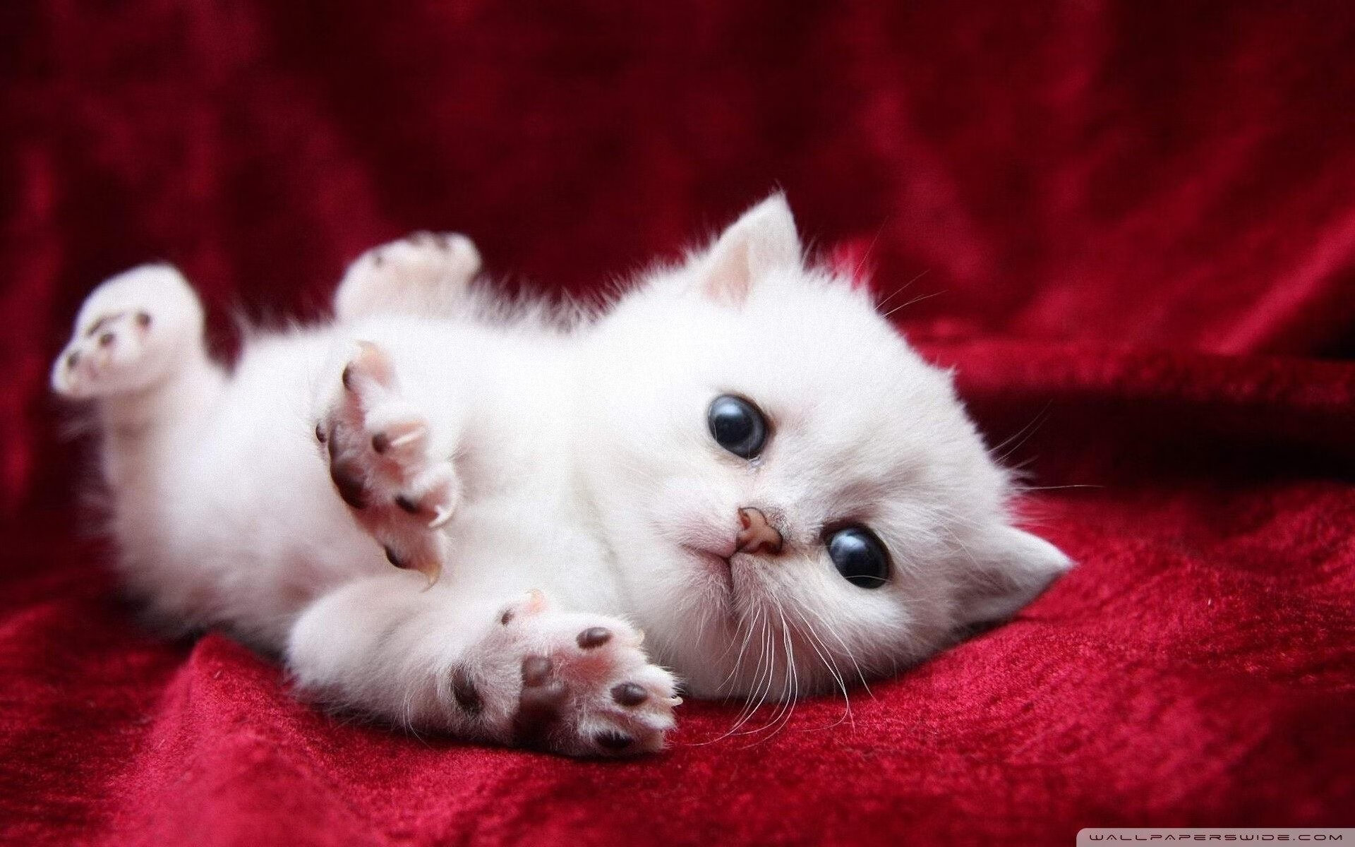 青少年足球夏令营结合科技体验,激发孩子创意与运动热情,青少年校园足球夏令营最佳阵容名单出炉啦