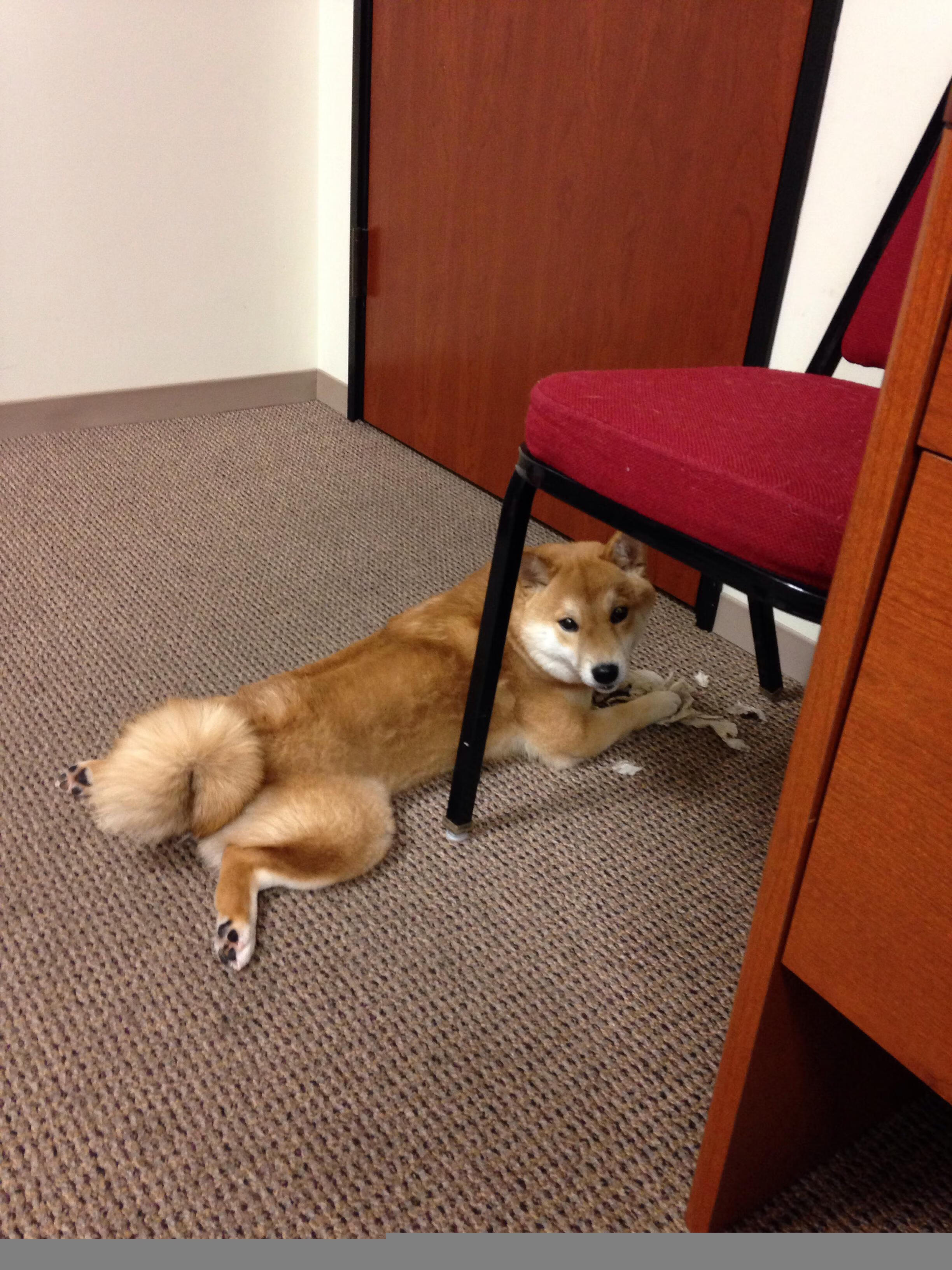 麦肯齐:全黑队进攻核心,突破后的传球总能找到队友,麦肯齐个人资料