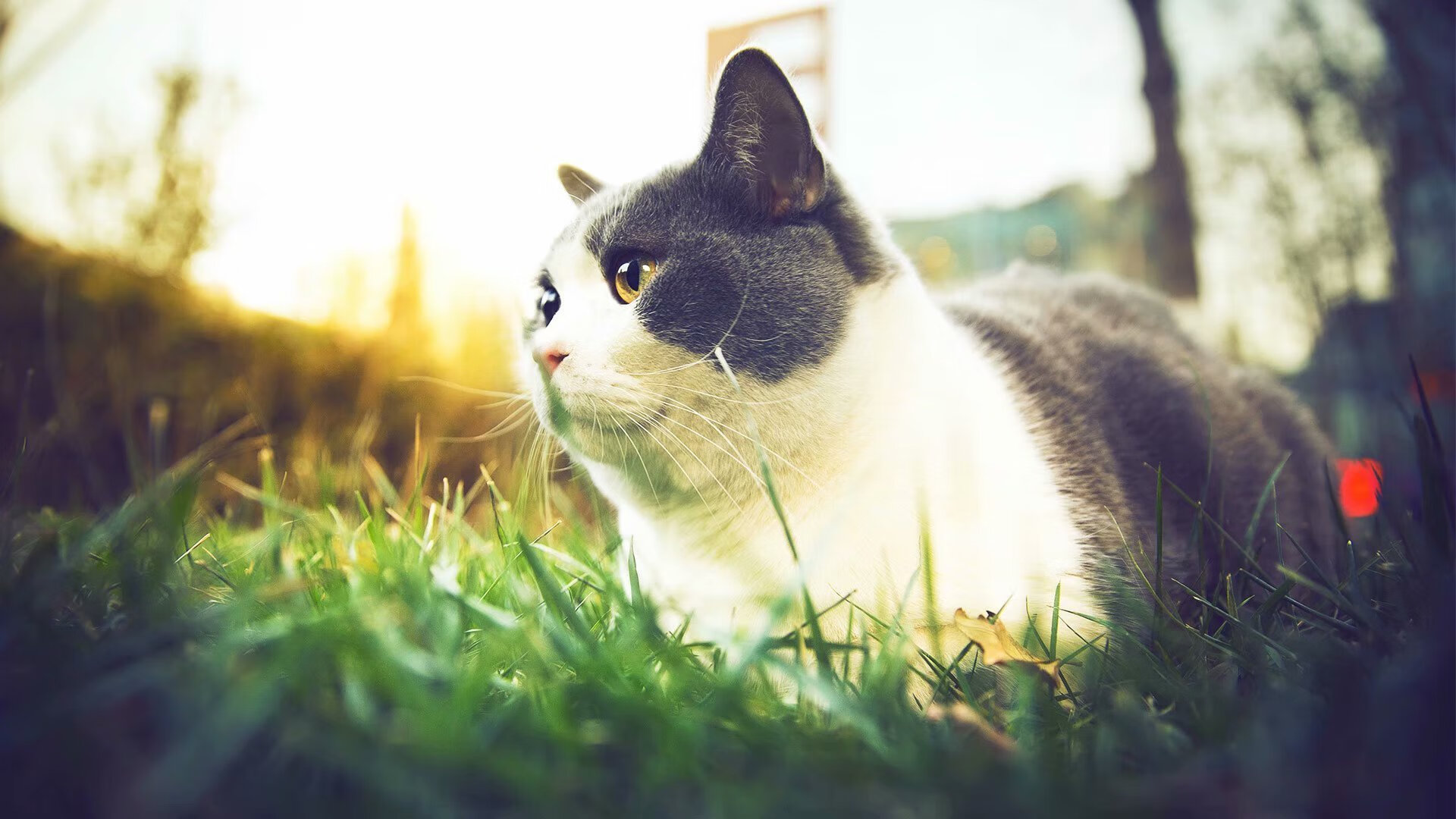 2024奥运赛事多项记录成为历史新标杆，2024奥运会举办时间,国家,城市