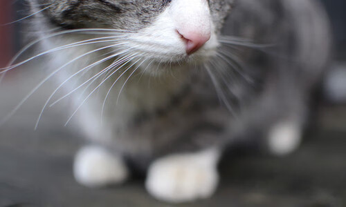 5年蜕变，雷军分享玄戒芯片和造车的幕后故事