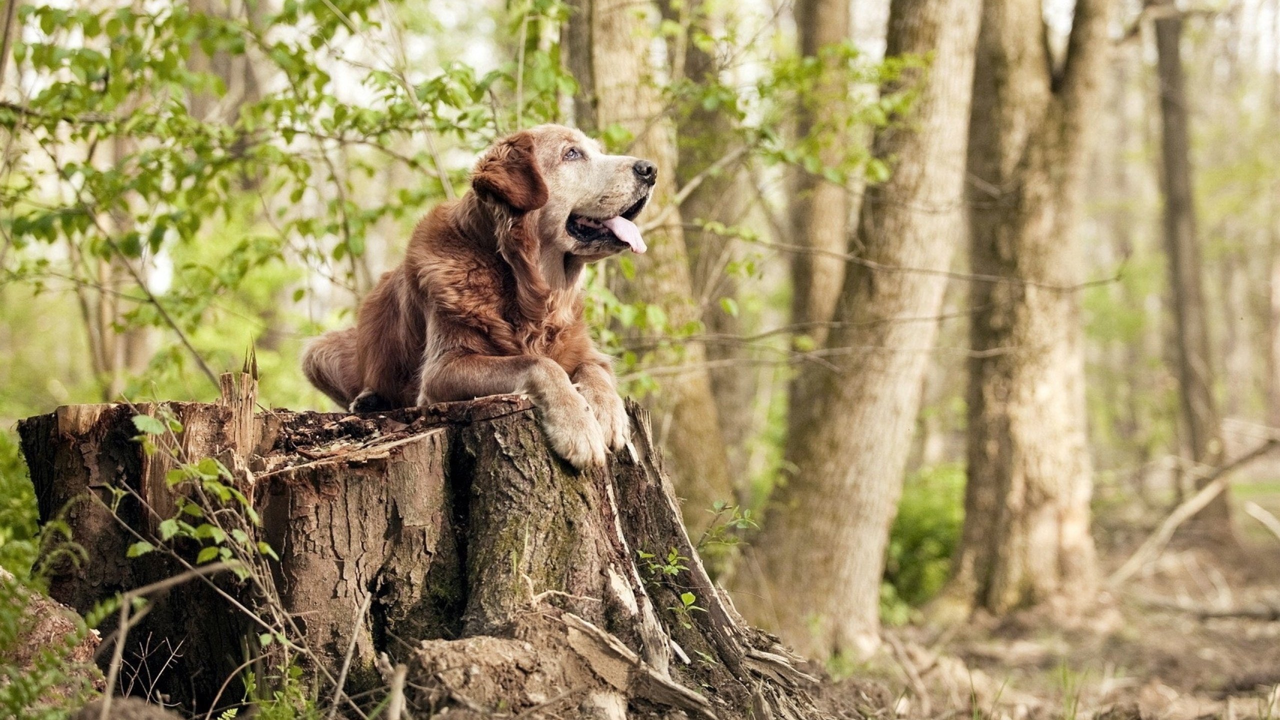华体会app安装-中国篮球体育科研设备在训练中的应用与实用性分析，篮球培训器材