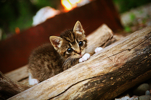 中国篮球运动员在跨国品牌广告中的文化适应研究，篮球明星,中国