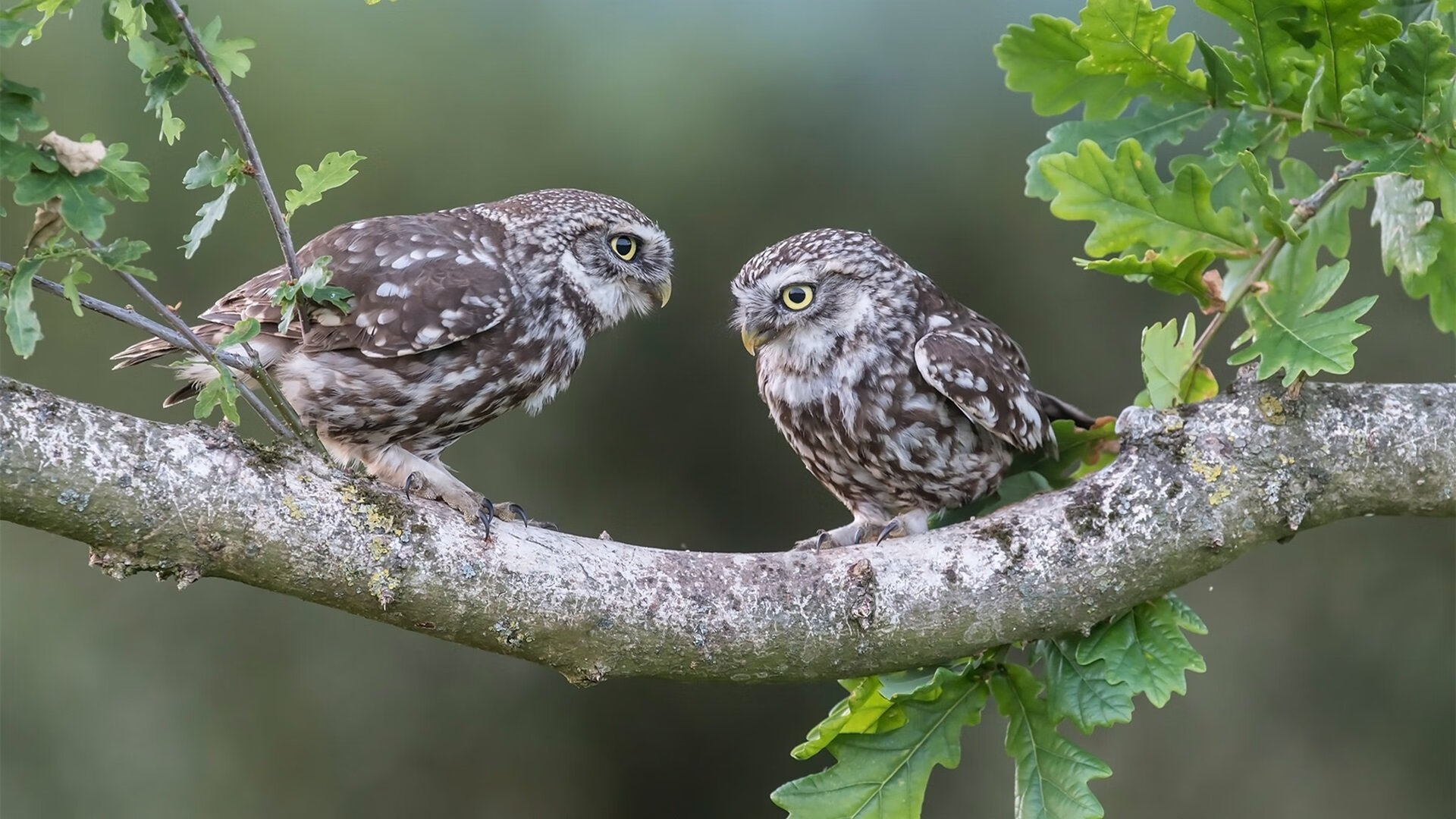 中国足球青训营安全防护与风险预警制度,中国足球青训体系现状