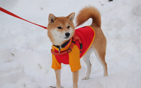 刘芳经验丰富稳定军心