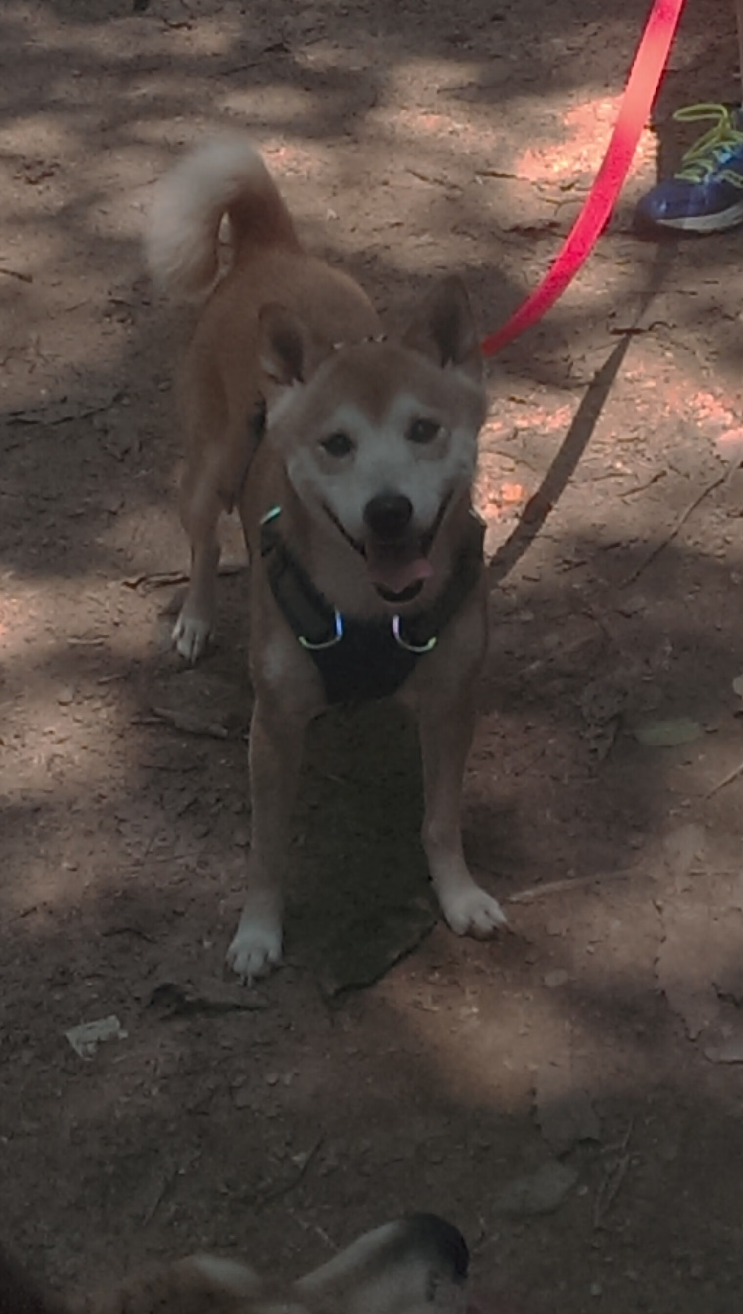 加拿大七人制橄榄球队伍多点开花，七人制橄榄球世界排名