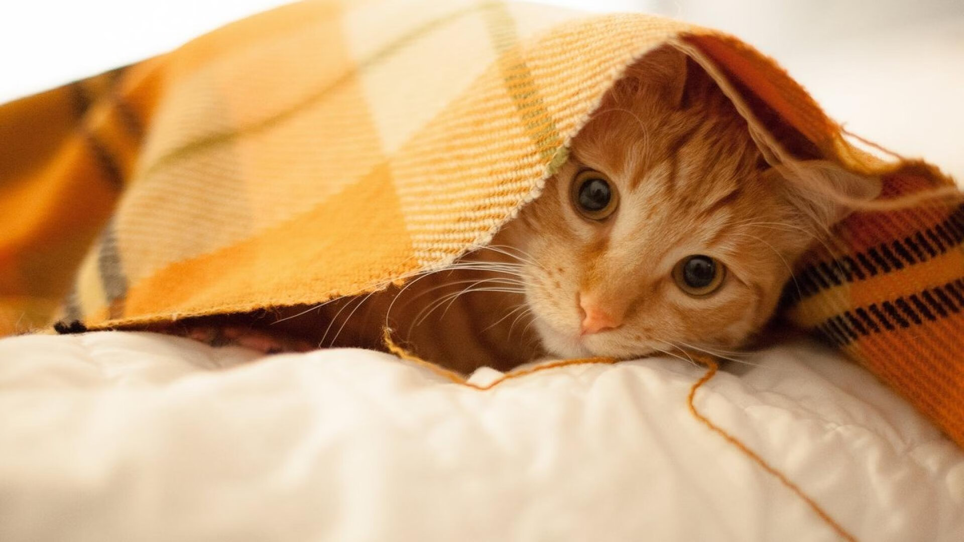 向鹏输球!国乒男单真顶不住压力了吗?,国乒男单运动员